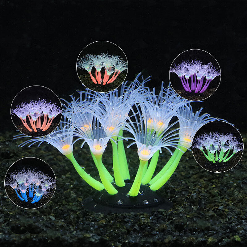 50/75/100CM Linh Hoạt Hải Quỳ  - đánh giá và giá Aquarium Plants Live