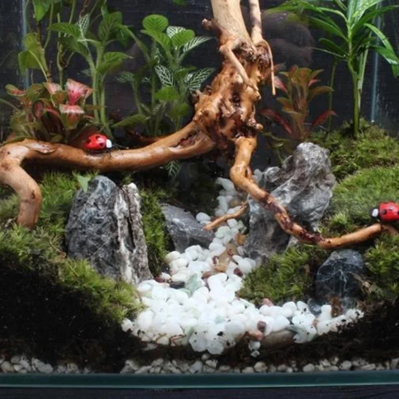 Natural Tree Trunk Driftwood A - đánh giá và giá Aquarium Plants Live