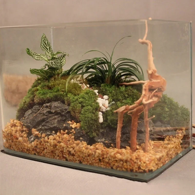 Natural Tree Trunk Driftwood A - đánh giá và giá Aquarium Plants Live