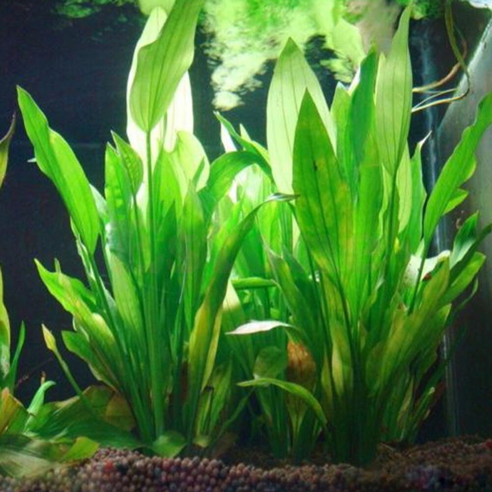 15cm Artificial Aquarium Decor - đánh giá và giá Aquarium Plants Live