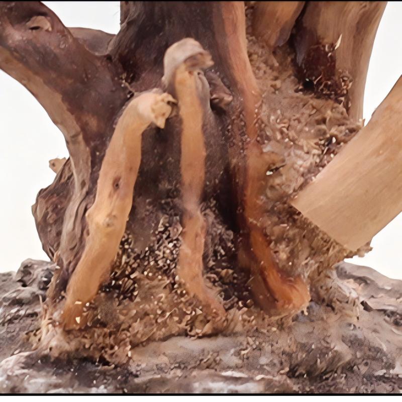 1 Bể Cá Cảnh Quan Gỗ Đồ Trang  - đánh giá và giá Aquarium Driftwood
