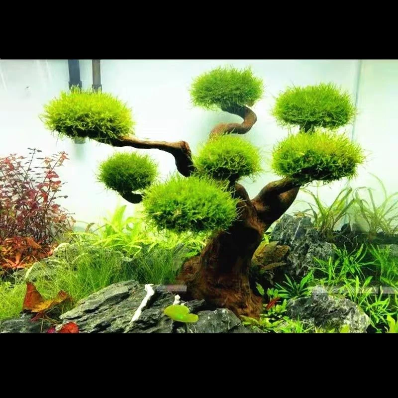Aquarium Driftwood Landscaping - đánh giá và giá Aquarium Plant Substrate