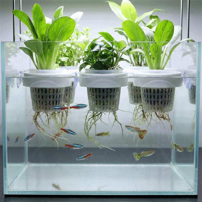 Floating Aquatic Plant Basket  - đánh giá và giá Plant Aquarium Pot
