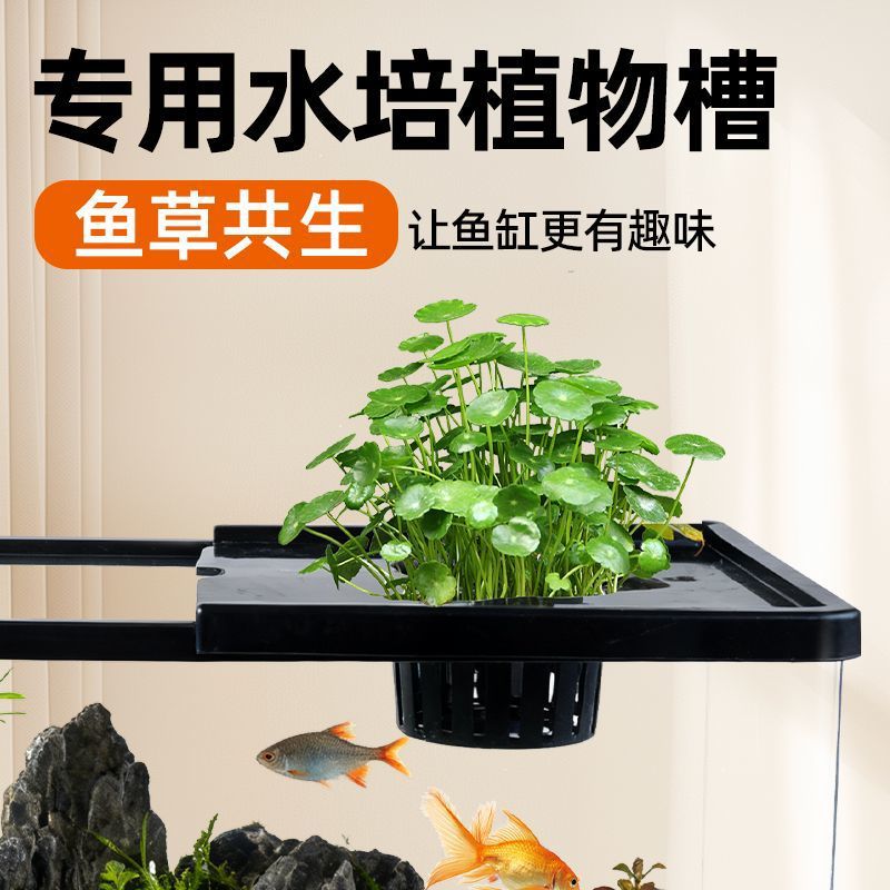 Fish tank living room with aqu - đánh giá và giá Aquarium Plants Live
