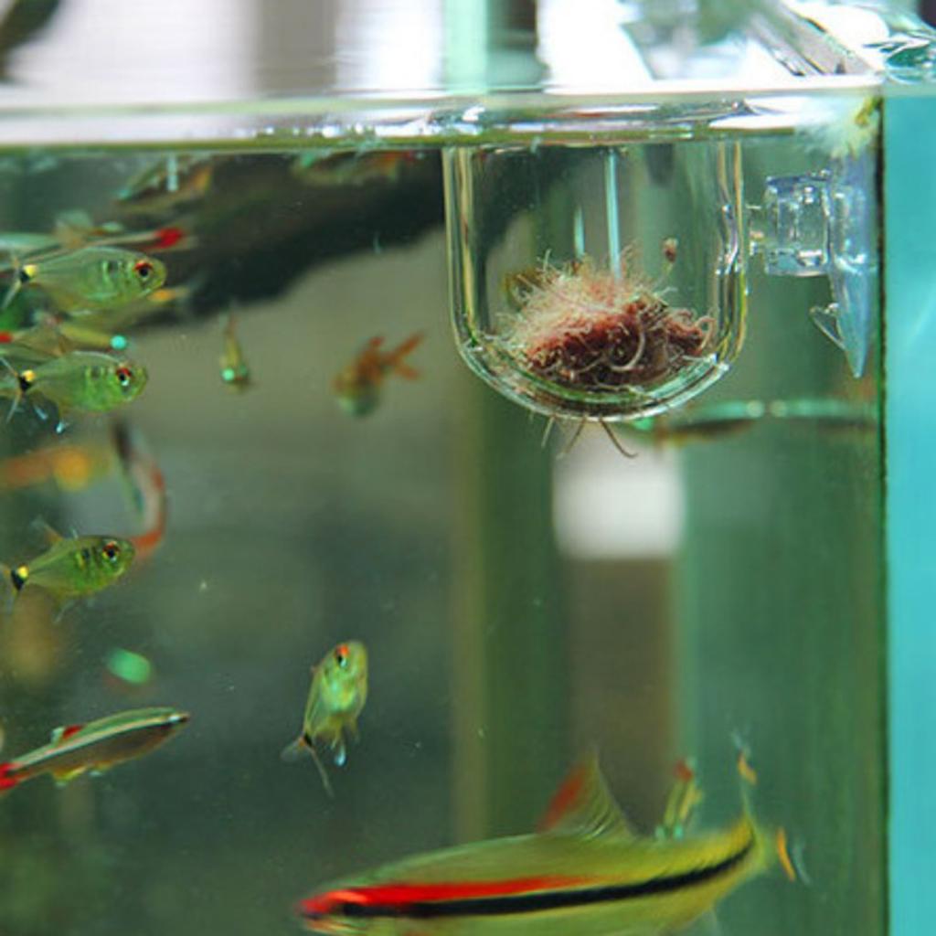 Fish Feeding Basket Glass Aqua - đánh giá và giá Aquarium Plants Live